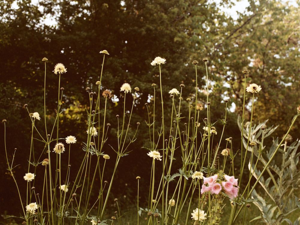 The Constant Gardener