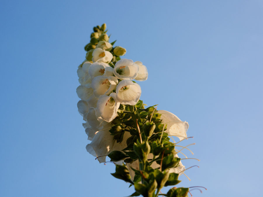 The Constant Gardener