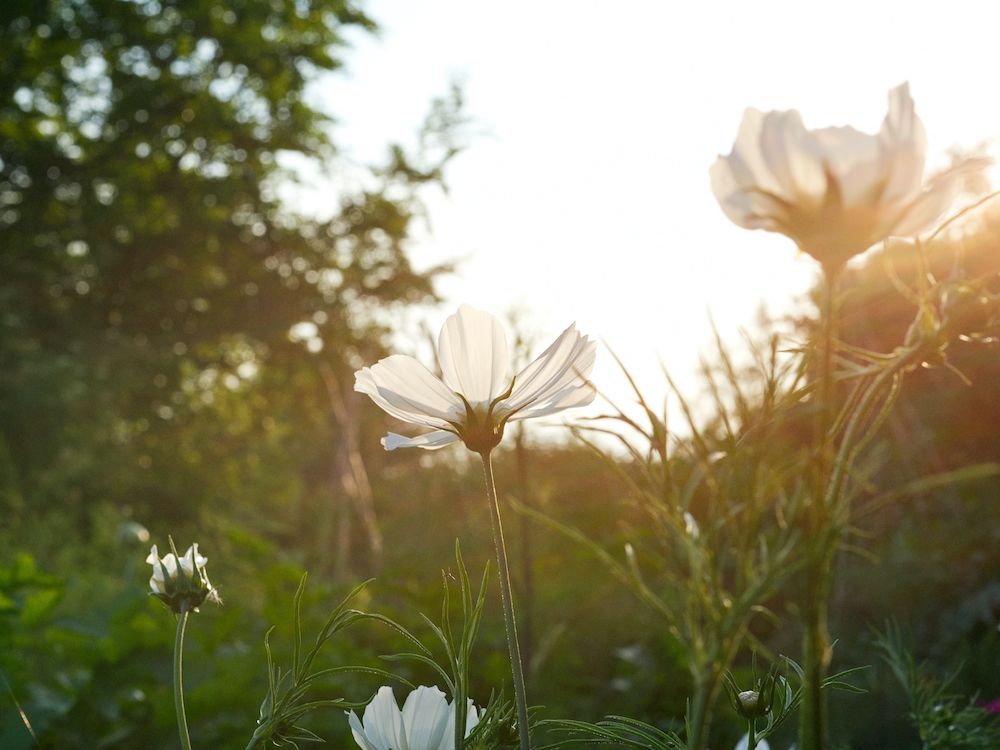 The Constant Gardener
