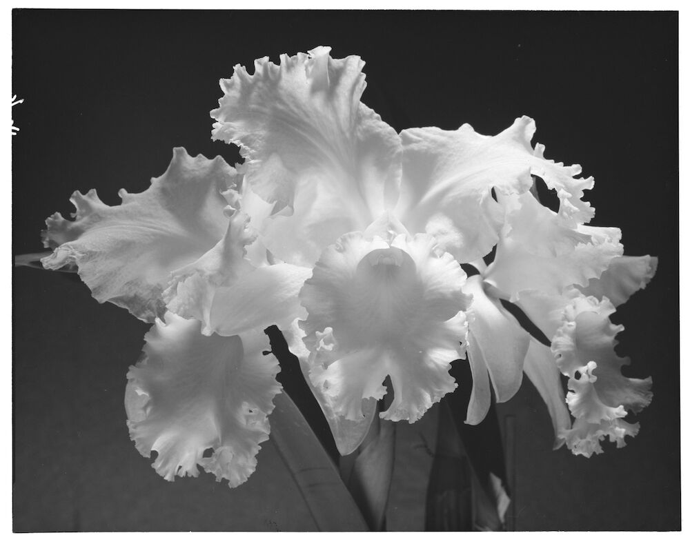 Light and Shadow: Max Dupain