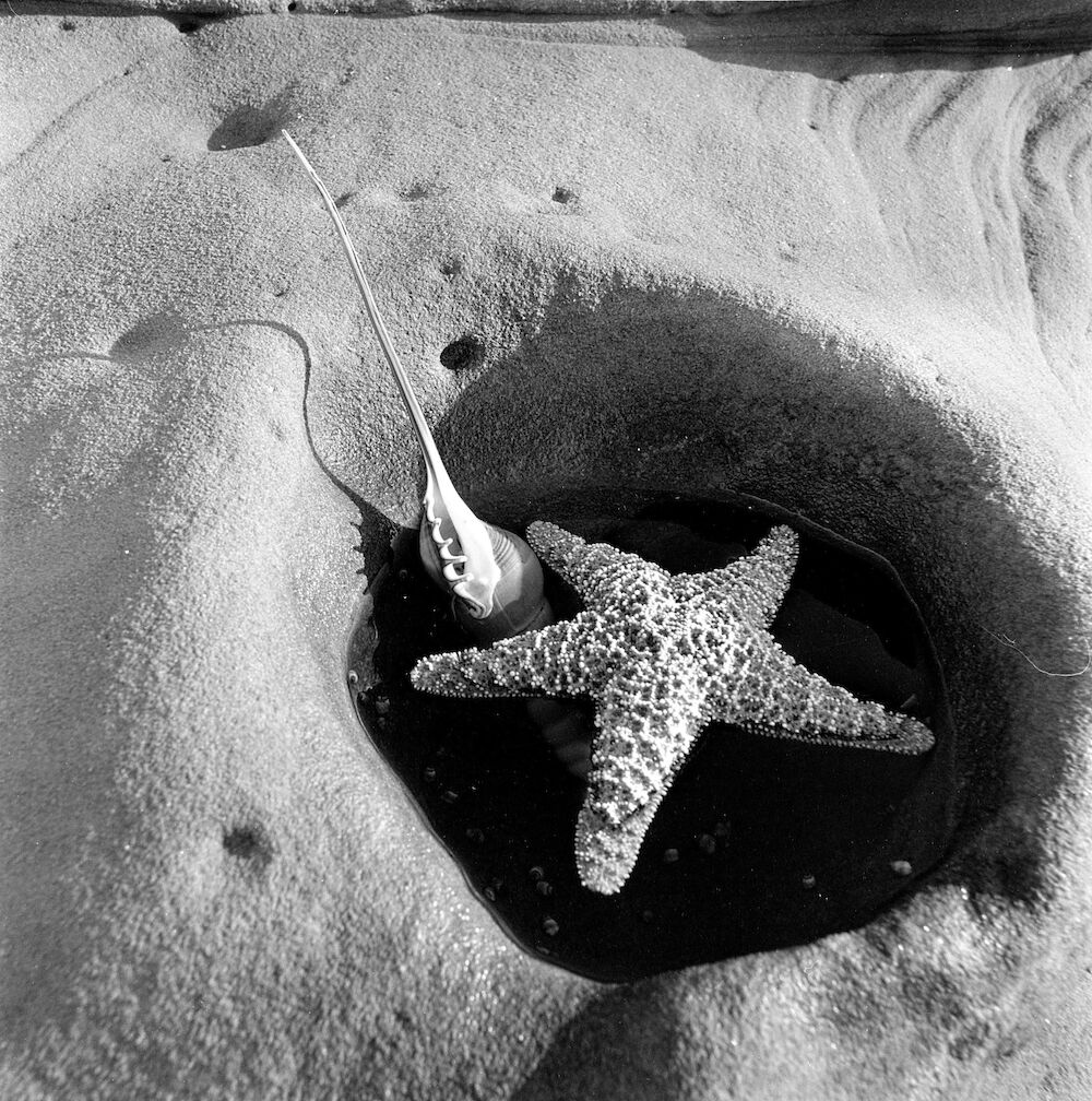 Light and Shadow: Max Dupain