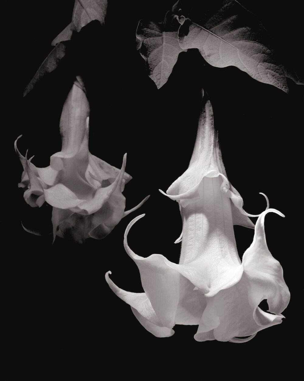 Light and Shadow: Max Dupain